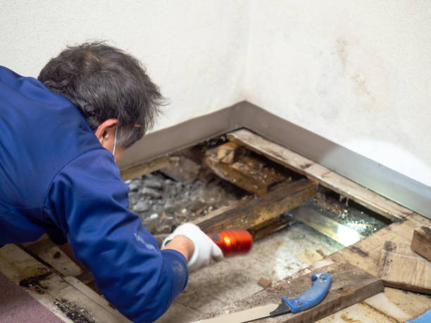 Best Attic Mold Removal  in Neah Bay, WA