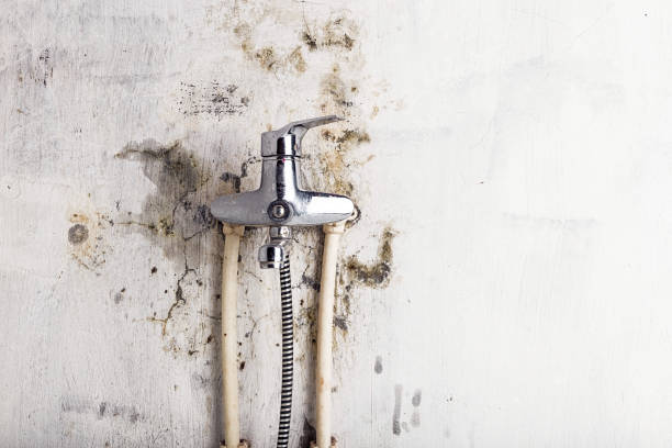 Best Black Mold Removal  in Neah Bay, WA