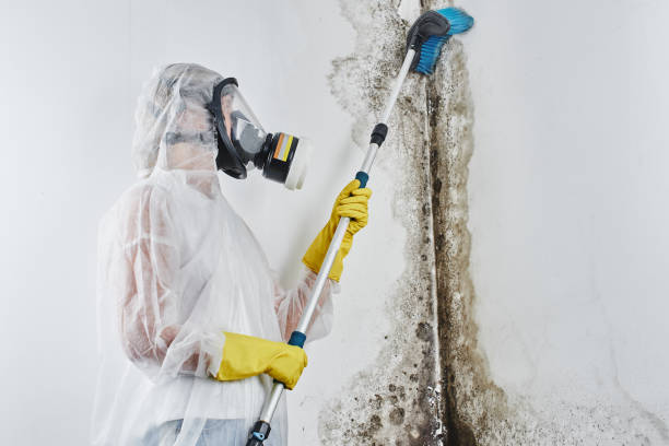 Professional Mold Removal in Neah Bay, WA