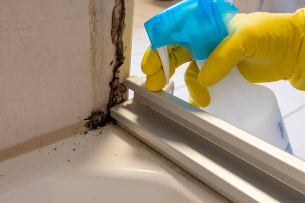 Best Mold Remediation Services  in Neah Bay, WA