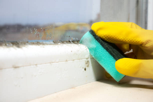 Best Emergency Mold Removal  in Neah Bay, WA