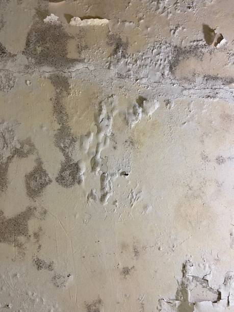 Best Mold Cleaning Services  in Neah Bay, WA