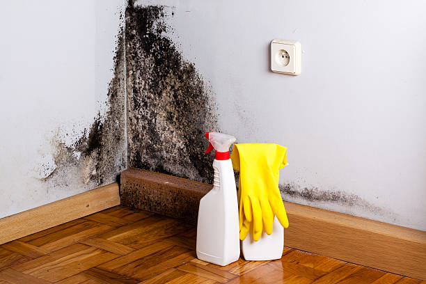 Best Certified Mold Removal  in Neah Bay, WA